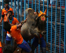 PETA India unhappy with SC verdict on Jallikattu